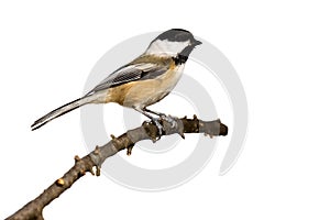 Black-capped chickadee perched on a branch photo