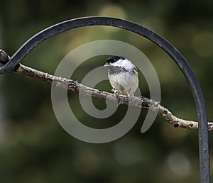 Black-capped Chickadee Perched on a Branch