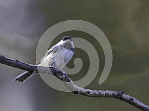 Black-capped Chickadee Perched on a Branch