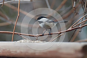 Black capped chickadee perched on a branch