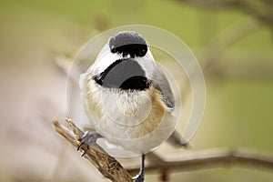 Black Capped Chickadee Perched on branch