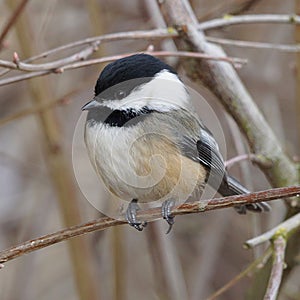 Black-capped Chickadee - Poecile atricapillus