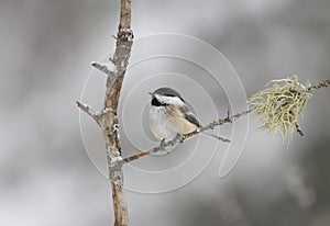 A Black-capped Chickadee perched on branch in winter in Algonquin Park, Canada