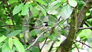 Black-capped chickadee perched on a cherry tree