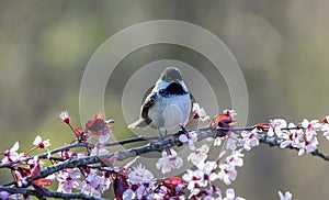 Black-capped Chickadee perched on a flowering plum tree in spring