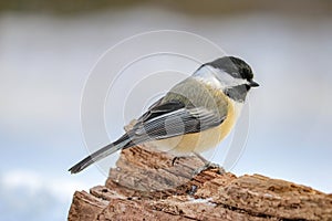 Black-capped Chickadee Perched on a Log