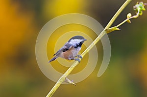 Black-capped chickadee perched on a stem in Theodore Wirth Park in the summer time in Minneapolis, Minnesota