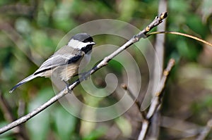 Black-Capped Chickadee Perched in a Tree