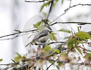 Black Capped Chickadee Perched on Tree Branch