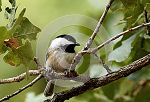 Black-capped Chickadee Perched on Tree Branch