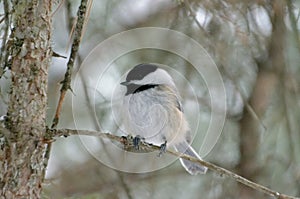 Black-capped Chickadee perched on a tree branch