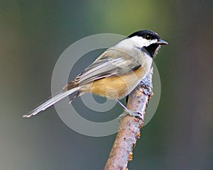 A Black-Capped Chickadee Perching on a Branch