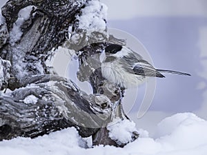 Black-capped Chickadee Perching in Winter