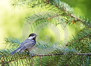 Black-capped Chickadee on Pine Branch