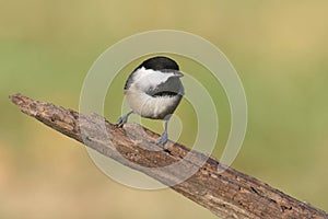 Black-capped Chickadee poecile atricapilla