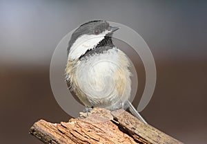 Black-capped Chickadee (poecile atricapilla)
