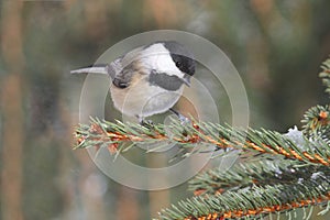 Black-capped Chickadee (poecile atricapilla)