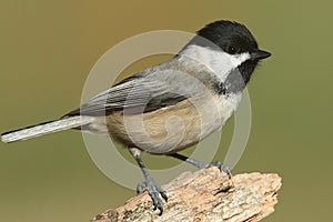 Black-capped Chickadee poecile atricapilla