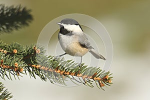 Black-capped Chickadee poecile atricapilla