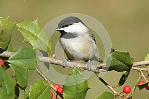 Black-capped Chickadee poecile atricapilla on holly