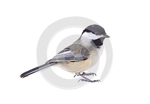 Black-capped Chickadee, Poecile atricapilla, Isolated