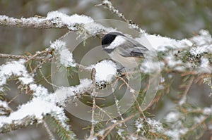 Black-capped Chickadee Poecile atricapillus