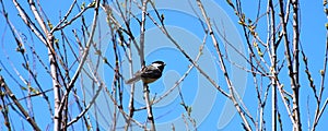 Black-capped Chickadee (Poecile atricapillus) photo