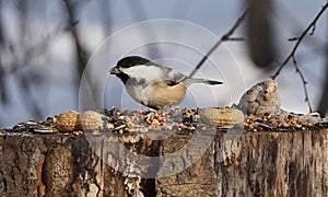 Black Capped Chickadee Or Poecile Atricapillus