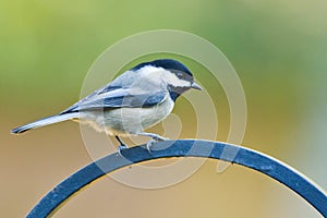 Black-capped Chickadee (Poecile atricapillus).