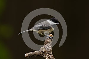 Black-capped Chickadee (Poecile atricapillus). photo