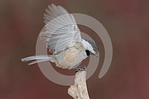 Black-capped Chickadee - Poecile atricapillus