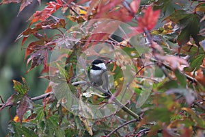 Black-capped Chickadee - Poecile atricapillus (6)