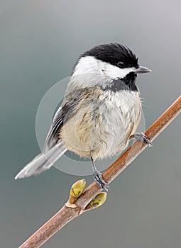 Black Capped Chickadee - Poecile atricapillus