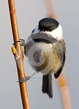 Black Capped Chickadee - Poecile atricapillus