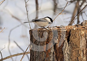 Black Capped Chickadee Or Poecile Atricapillus photo