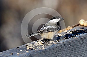 Black Capped Chickadee Or Poecile Atricapillus photo