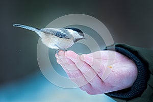 Black-capped chickadee Poecile atricapillus