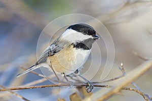 Black-capped chickadee (Poecile Atricapillus) perched on a branch