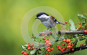 A Black capped chickadee ` Poecile atricapillus ` photo