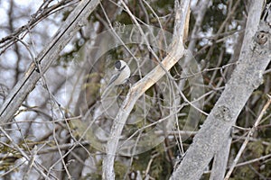 Black-capped Chickadee (Poecile atricapillus) perched on tree branch