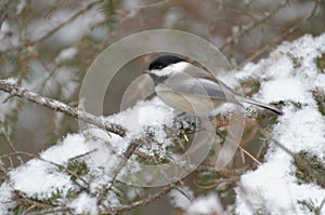 Black-capped Chickadee Poecile atricapillus photo