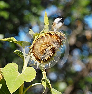 Black Capped Chickadee Or Poecile Atricapillus On Sunflower photo