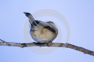 Black-capped Chickadee  829871 photo