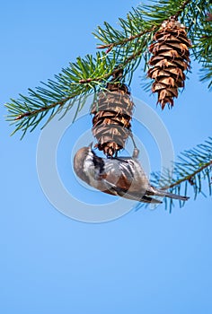 Black capped chickadee resting on a branch