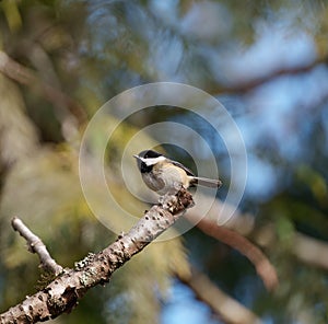 Black-capped chickadee resting on tree branch photo