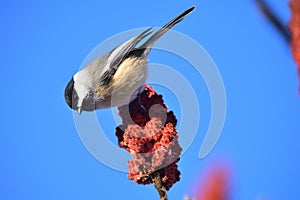 Black-capped chickadee on a Rhus typhina branch. Poecile atricapillus