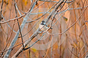 Black capped chickadee ruffling its feathers in a tree on an autumn day photo