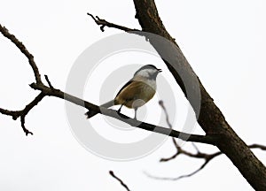 Black-capped chickadee singing on a tree branch in Michigan