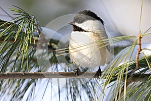 Black-capped chickadee sitting on a fir tree branch in winter  Quebec