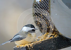 Black-capped chickadee sitting on a wooden feeder